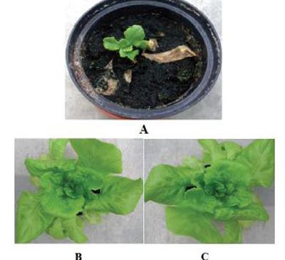 Công nghệ thuốc trừ sâu sinh học từ nấm đối kháng