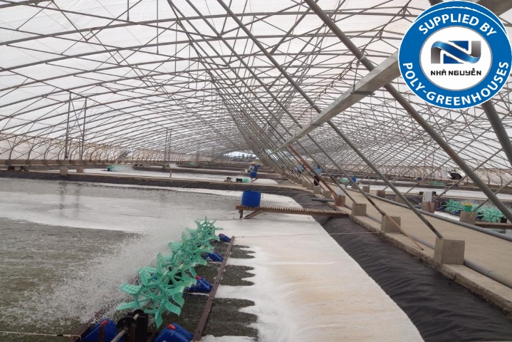 Nhà màng nuôi tôm