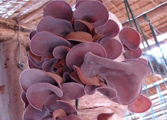 Quy trình sản xuất mộc nhĩ