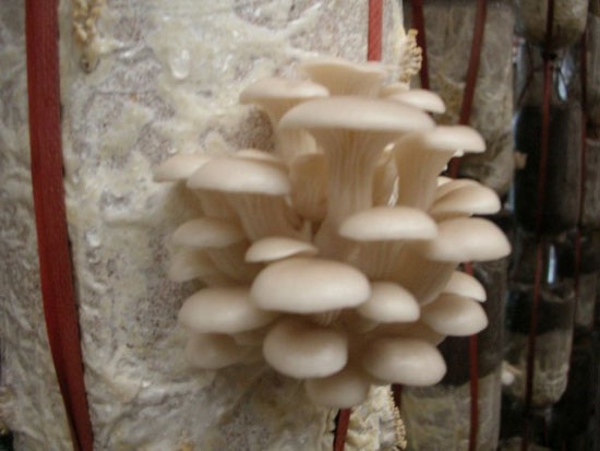 Quy trình sản xuất Nấm sò