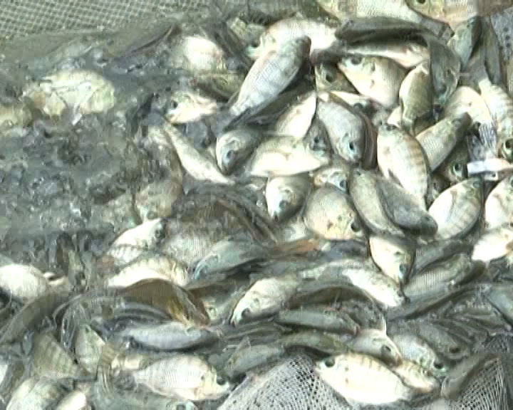 Qui trình chăm sóc cá rô phi đơn tính