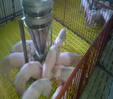 Lợn giống thương phẩm cao sản