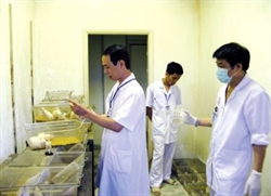 Chiết xuất lá, rễ cây dâu tằm phục vụ điều trị đái tháo đường