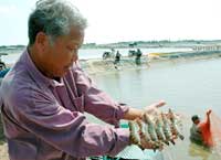 Công nghệ mới hữu ích cho nuôi tôm và cá tra