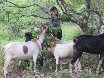 Cát Hải: Cải tạo đàn dê thương phẩm
