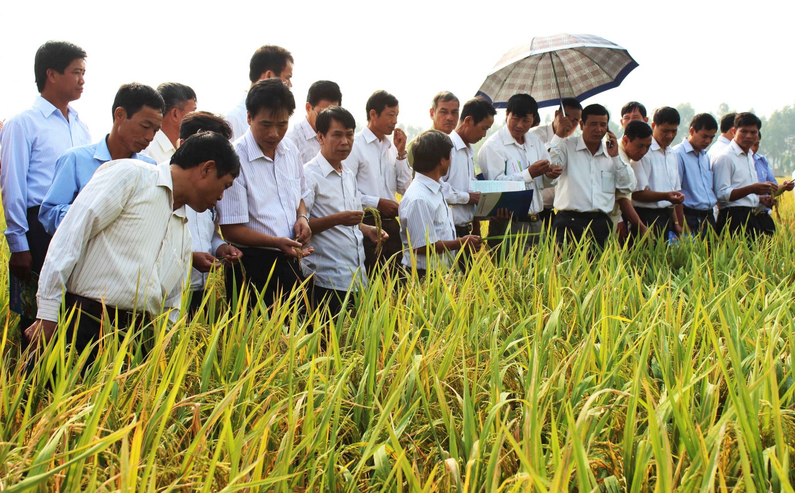 Công ty TNHH MTV Giống cây trồng Hải Dương: Cung ứng giống cây trồng vụ chiêm xuân năm 2014 - 2015