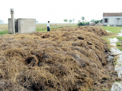 Nhiều sáng kiến trong xử lý rơm rạ