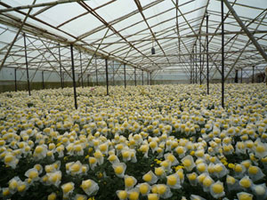 Nâng dần tỷ trọng sản xuất nông nghiệp công nghệ cao