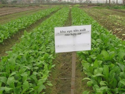 Sản xuất rau bằng phương pháp hữu cơ