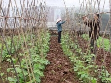 Sản xuất phân bón hữu cơ từ vỏ cây nguyên liệu giấy