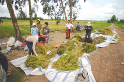 Kết hợp bền vững nền nông nghiệp địa phương và ngành công nghiệp chế biến biomass