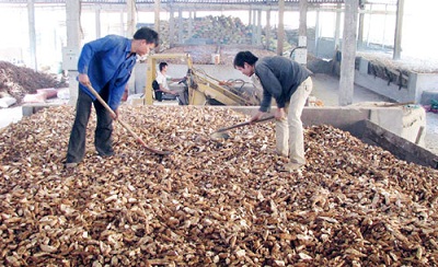 Thu hồi khí biogas từ nước thải chế biến tinh bột sắn