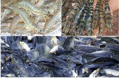 Nâng cao tính khả thi trong việc áp dụng VietGAP nhằm tăng cơ hội xuất khẩu cho thuỷ sản Việt Nam