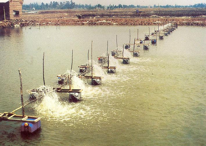 Quạt sinh học công nghệ Nhật Bản: ứng dụng hữu ích cho các đơn vị nuôi trồng thủy, hải sản