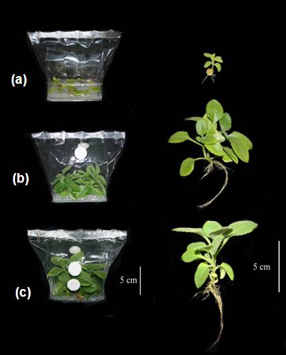 Cây húng chanh invitro